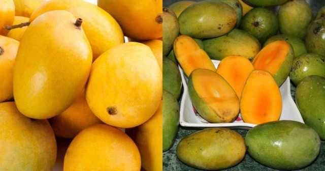 Mango Extravaganza: 5 Tempting Varieties And Their Health Perks This Summer