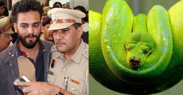 Elvish Yadav Under Investigation: All About The Snake Venom Case