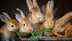 Is a rabbit the right pet for you? Things you need to know before bringing a rabbit as your pet at home
