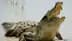 Horrific! Crocodile Kills 40-Year-Old Woman In Damoh River