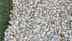 Challenge: Only a person with 20/20 eyesight can spot the hidden golf ball in just 5 seconds