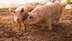 African swine fever outbreak in Vietnam: Symptoms, risks, and how to prevent it