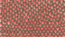Optical illusion: Just 1% of people can spot the two hearts in this robin challenge in 5 seconds, can you?