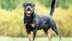 Dogs can warn humans of this quickly spreading disease, study reveals