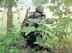 Maoist plot foiled in Odisha: Explosives cache unearthed in Kandhamal forest sweep