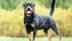 Dogs can warn humans of this quickly spreading disease, study reveals