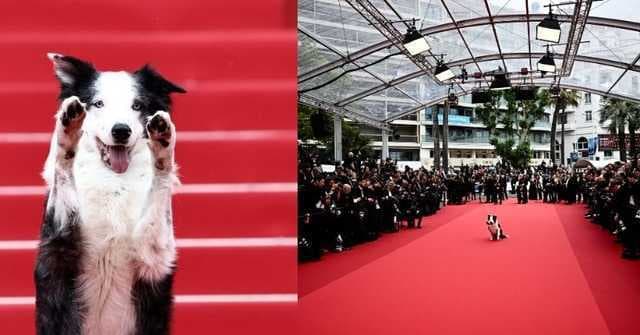 Dog Messi From 'Anatomy of a Fall' Walks The Red Carpet At Cannes