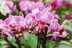 'Banana fertiliser' will help your orchids 'bloom like clockwork' year round