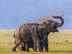 Delhi-Dehradun Expressway to have Asia's longest wildlife corridor: 14-km wildlife underpass for safe animal passage