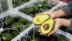 Avocados are packed with the best fats for your brain, heart: All about the types of fat present in this superfood