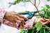 Gardeners must prune these two plants before exact date, expert warns
