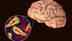9-year-old girl dies due to 'brain-eating amoeba' in Kerala, 4th death caused by contaminated water body: What is Amoebic meningoencephalitis? Signs and symptoms