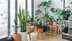 10 Jade plant varieties that bring positive energy and style to your home