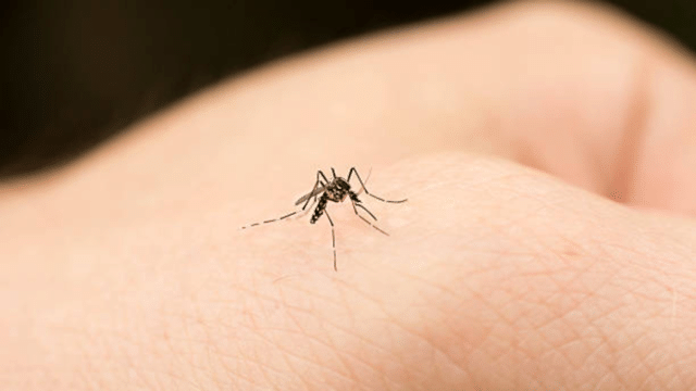 Debunking dengue myths in India: Separating fact from fiction