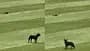 WI Vs AUS, 2nd Test: Unusual Scene Interrupts Play As Dog Invades Pitch, Drone Chases It Away; Video