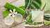 Is aloe vera safe for you? Health benefits and potential risks you need to know