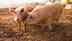 African swine fever outbreak in Vietnam: Symptoms, risks, and how to prevent it