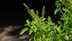 20 Indoor plants that attract wealth, positivity, and good energy into your home