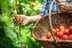 Common gardening mistakes Brits make that can ruin your veg garden