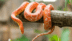 The world's most colorful snakes you've never heard of