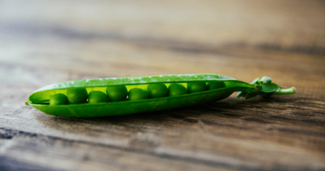 6 Easy Steps To Plant, Grow, And Harvest Your Own Peas Right At Home