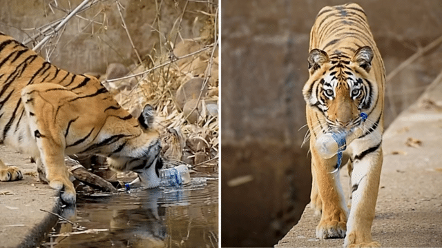 Viral video of a tiger picking up plastic starts a conversation on responsible tourism