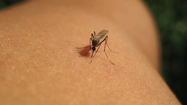 West Nile fever spreads in Kerala: Early warning signs and symptoms to watch out for