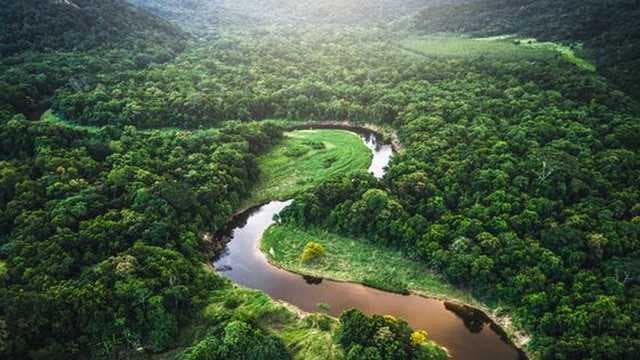 Exploring Earth's Lush Jungles: Unveiling Nature's Magnificence