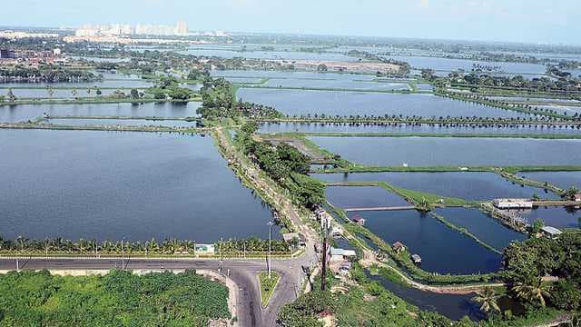 East Kolkata Wetlands: A Hidden Oasis Amidst Urban Hustle