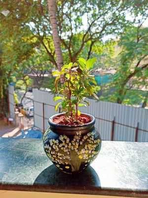 Bringing Greenery Indoors: Know About Windowsill Gardening & 4 Must-Have Plant