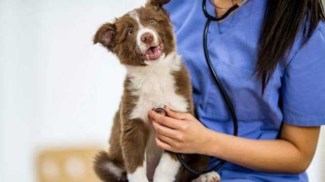 World Veterinary Day 2024: How regular vet visits can help pets live longer