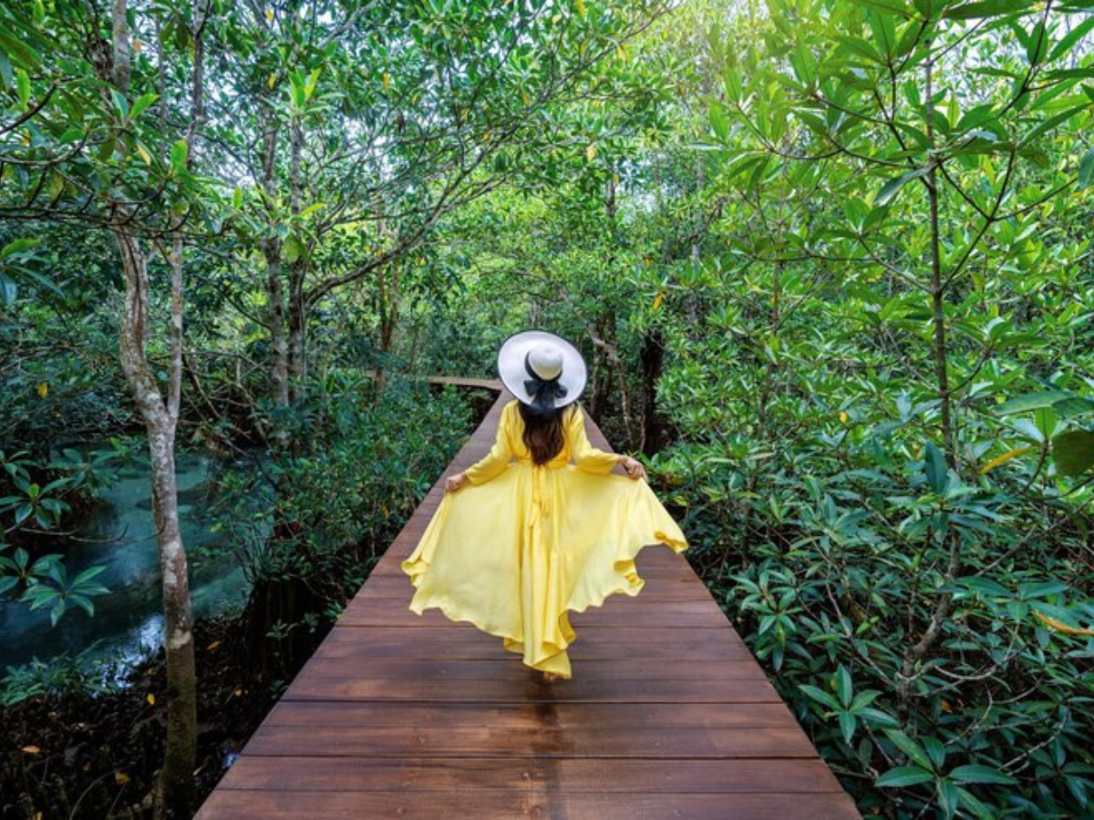 Discover Andaman's Top 4 Mangrove Walks